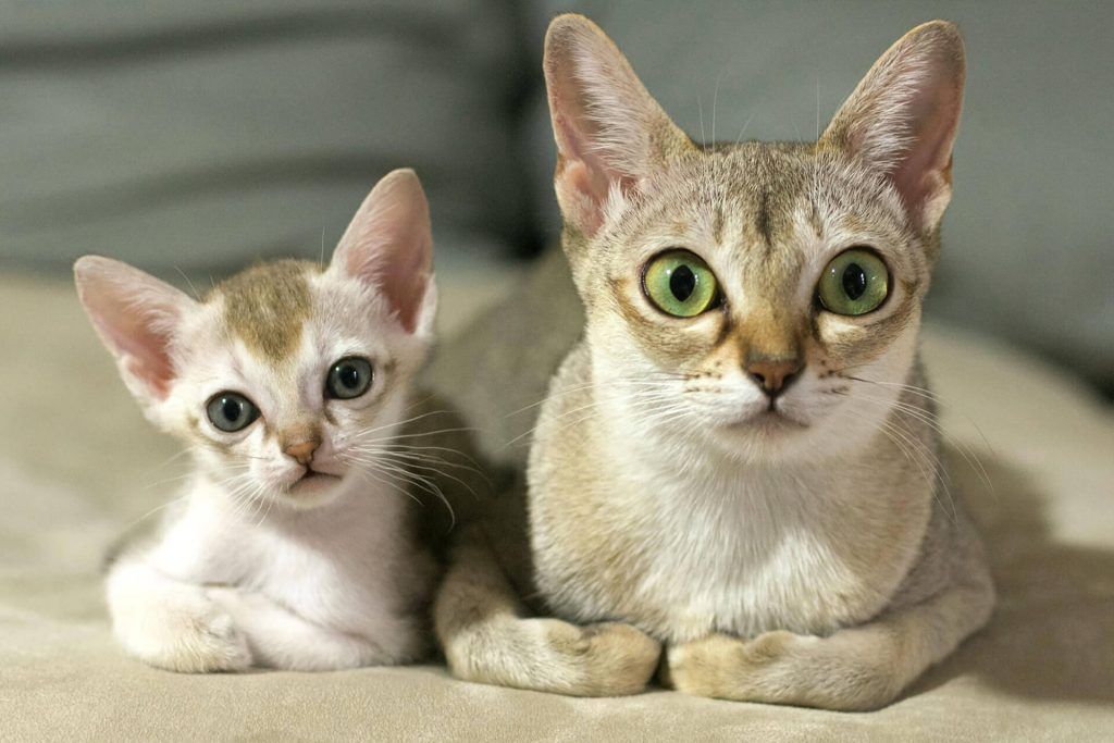 singapura kedi cinsi ozellikleri ve bakimi
