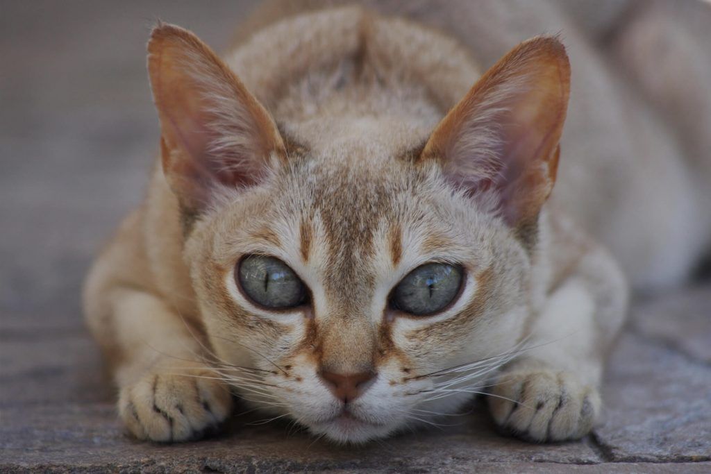 singapura kedisi ozellikleri 6