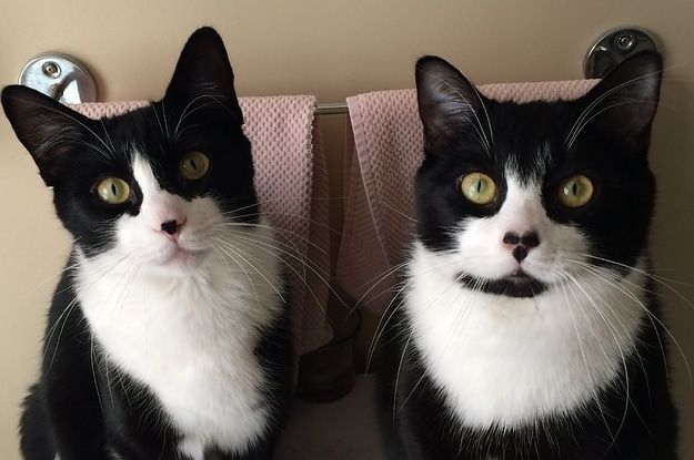 tuxedo kedi ozellikleri