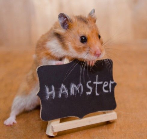 hamster bakimi