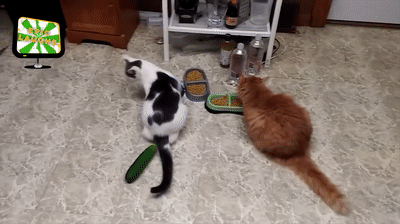 kedi ve salatalik