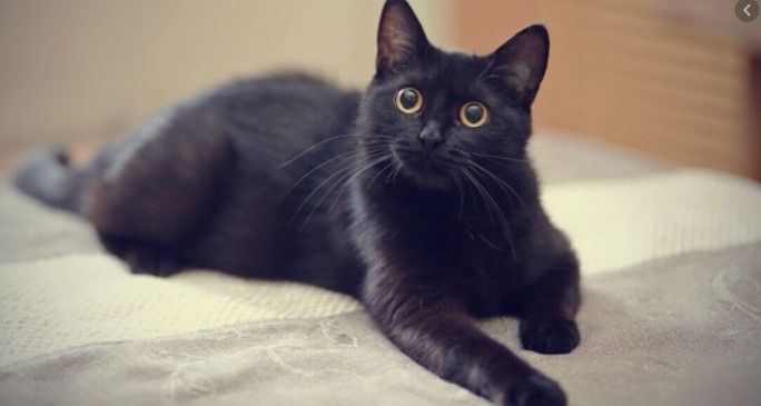 siyah kedi isimleri