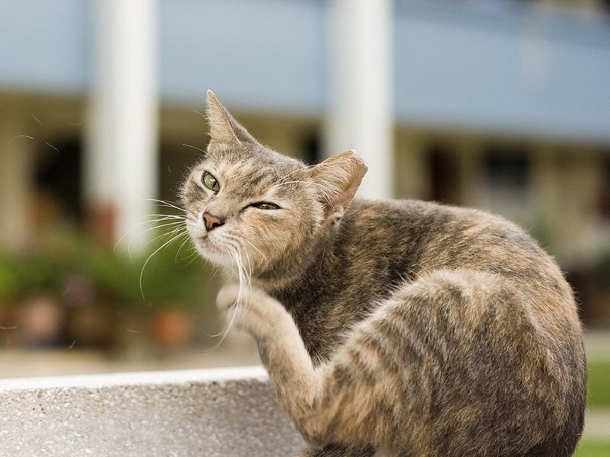 kediler neden titrer kedilerde titreme nedenleri heykedi