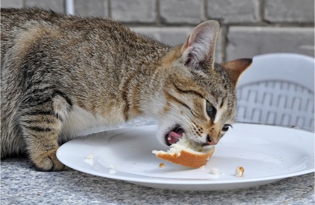 kediler ekmek yermi