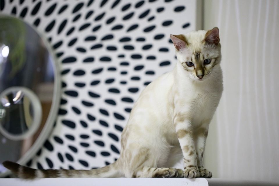beyaz bengal kedisi
