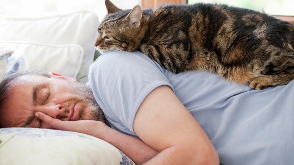 kediler neden sahipleriyle uyur