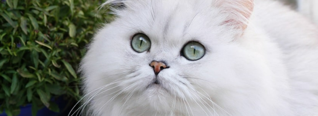 beyaz kedi